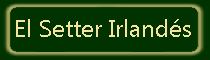 Setter Irlandes